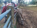 Visitors were seen holding zebra