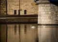 Vistula river, late afternoon - two white swans swimming in the river. Royalty Free Stock Photo