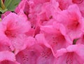 Pink Rhododendron Chorus