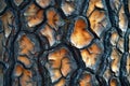 Visual a close up of the bark of a pine tree, high quality, high resolution Royalty Free Stock Photo