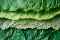 Visual a close up of a green leaf with several different layers Royalty Free Stock Photo
