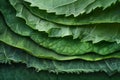 Visual a close up of a green leaf with several different layers Royalty Free Stock Photo