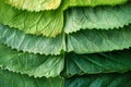 Visual a close up of a green leaf with several different layers Royalty Free Stock Photo