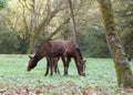 Visual error. Two brown horses are standing next to each other and eating Royalty Free Stock Photo