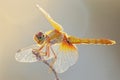 Visual a macro shot of a yellow dragonfly perched on the tip of its wing, showcasing intricate details and textures. the back Royalty Free Stock Photo