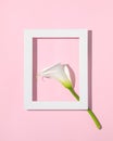 White calla lily flower and white frame on pastel pink background. Creative flat lay. Minimal concept Royalty Free Stock Photo