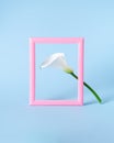 White calla lily flower on pastel blue background with pink frame. Creative layout. Royalty Free Stock Photo