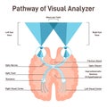 Visual pathway. Human eye and brain anatomical connetion with optic