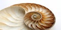 Golden Ratio Spiral Royalty Free Stock Photo