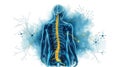 Human nervous system illustration highlighting the spine and neural connections in a vibrant blue and yellow design Royalty Free Stock Photo