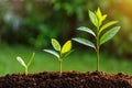 Three stages of plant growth from seedling to young sapling Royalty Free Stock Photo