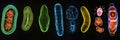 Sequence of evolving bacteria showcasing various forms and structures under a microscope. Generative AI