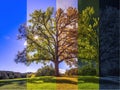 Visual representation of tree through four seasons springtime summer autumn and winter on a meadow under blue sky Royalty Free Stock Photo