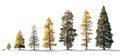 Progression of trees from sapling to mature growth against a stark white background in a linear sequence Royalty Free Stock Photo