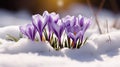 visual spring flowers in snow Royalty Free Stock Photo
