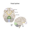 Visual system. Brain with optic nerve and Eyeball Royalty Free Stock Photo