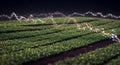 Data stream flows over smart agriculture fields Royalty Free Stock Photo