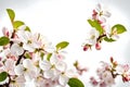 Visualize a captivating scene of apple flowers in full spring blossom
