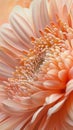 Visualize a closeup, macro shot of gerbera flowers, each detailed petal captured in the warm, soft hue of peach fuzz, creating a