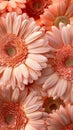 Visualize a closeup, macro shot of gerbera flowers, each detailed petal captured in the warm, soft hue of peach fuzz, creating a