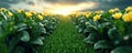 Visualizing Enhanced Efficiency A Concept in Upgraded Systems Imagine a field blossoming with vibrant growth, reflecting the power