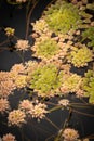 A visually appealing cluster of green-brown aquatic plant leaves, featuring vibrant, symmetrical patterns and subtle reflections, Royalty Free Stock Photo