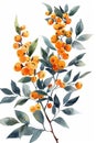 a visually captivating watercolor illustration of a seabuckthorn plant with clear lines