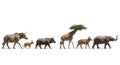 Evolution of African Animals Royalty Free Stock Photo