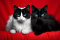 Black and white cats with blue eyes on red background