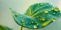 Visually striking close up image of a vibrant green leaf with numerous captivating water droplets adorning its surface