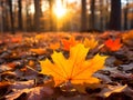 Visually Striking Image of Vibrant Orange Maple Leaves on Forest Floor, Bathed in Golden Sunlight. Generative Ai