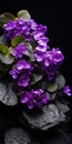 Visually Tactile African Violet Macro Photography On Black Surface