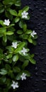 Visually Tactile Tabletop Photography Of White Flowers On Black Surface