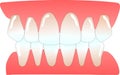 Human anterior teeth