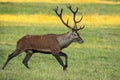 Vital red deer stag running on meadow in autumn nature.