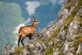 Vital tatra chamois climbing rocky hillside in mountains