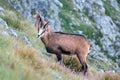 Vital tatra chamois, rupicapra rupicapra tatrica, climbing rocky hillside in mountains.