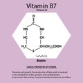 Vitamin B7. Biotin Molecular chemical formula. Useful properties of vitamin. Infographics. Vector illustration on
