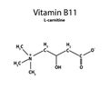 Vitamin B11. L-carnitine Molecular chemical formula. Infographics. Vector illustration on isolated background. Royalty Free Stock Photo