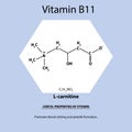 Vitamin B11. L-carnitine Molecular chemical formula. Useful properties of vitamin. Infographics. Vector illustration on Royalty Free Stock Photo