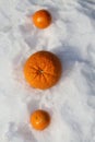 Vitamin C- Winter and Oranges- cold and flu season story Royalty Free Stock Photo