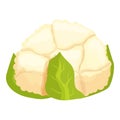 Vitamin cauliflower icon cartoon vector. Cabbage food