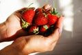 Vitamin concept. The girl holds a handful of delicious red strawberries in her palms. Photo with shadows in the rays of the sunset Royalty Free Stock Photo