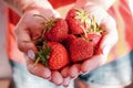 Vitamin concept. The girl holds a handful of delicious red strawberries in her palms. Photo with shadows in the rays of the sunset Royalty Free Stock Photo