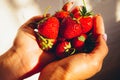 Vitamin concept. The girl holds a handful of delicious red strawberries in her palms. Photo with shadows in the rays of the sunset Royalty Free Stock Photo