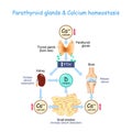 Vitamin D, and Calcium homeostasis. Parathormone PTH Royalty Free Stock Photo