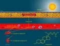 Vitamin D metabolism