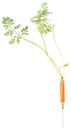 Vitamin Injection (Carrots)