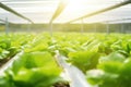 Vitamin rich lettuce in the greenhouse