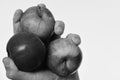 Vitamins and fitness concept. Male hand holds red apples. Apples isolated on white background. Apples in bright juicy Royalty Free Stock Photo